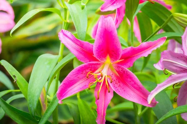 La imagen de fondo de las flores de colores —  Fotos de Stock