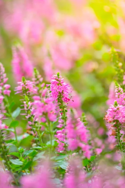 The background image of the colorful flowers Stock Photo