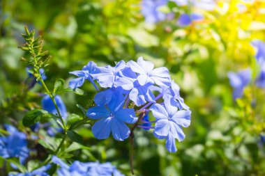 Renkli çiçeklerin arkaplan resmi