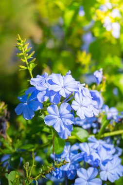 Renkli çiçeklerin arkaplan resmi