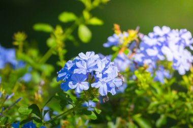 Renkli çiçeklerin arkaplan resmi