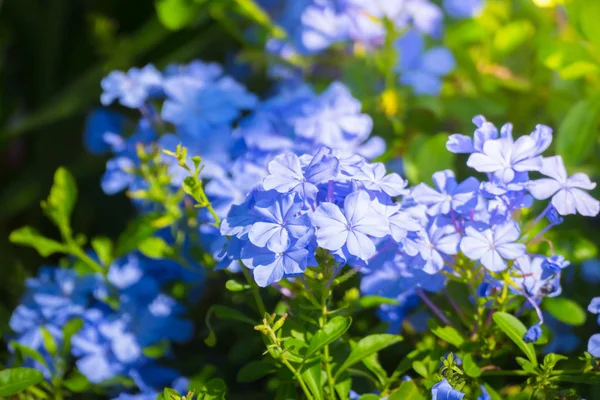 Renkli çiçeklerin arkaplan resmi