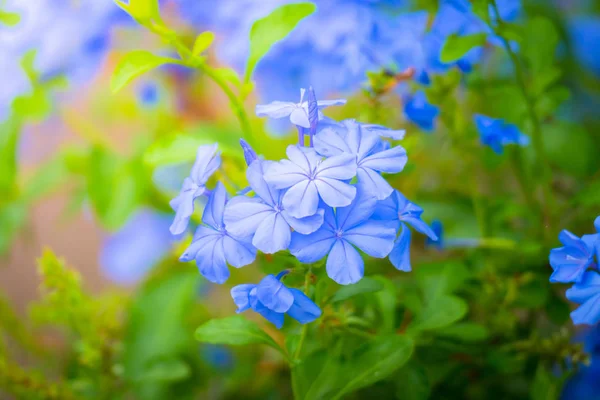 A imagem de fundo das flores coloridas — Fotografia de Stock