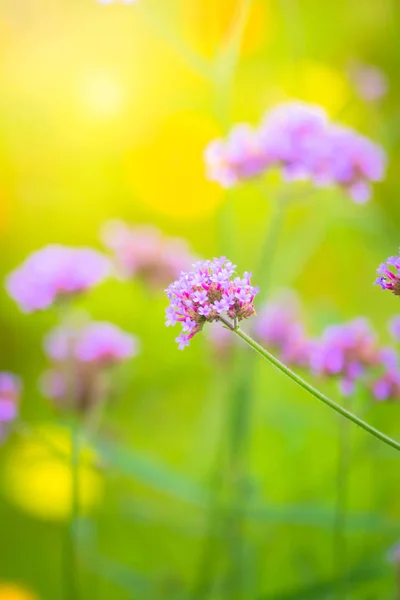 The background image of the colorful flowers — Stock Photo, Image