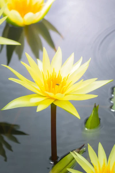 Flores de lótus florescendo na lagoa no verão — Fotografia de Stock