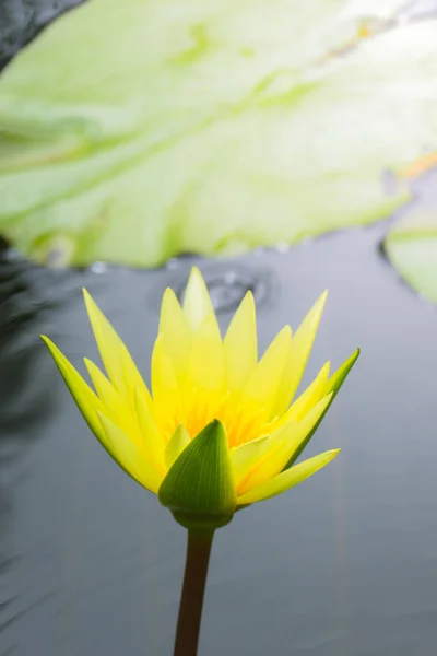 夏には池に蓮の花が咲く。 — ストック写真