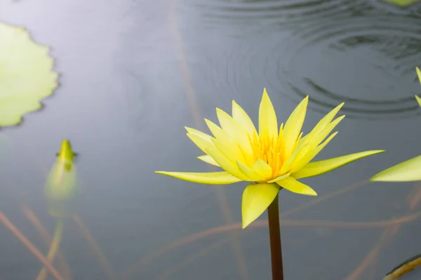 夏には池に蓮の花が咲く。 — ストック写真