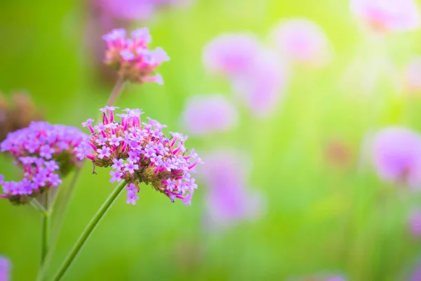 La imagen de fondo de las flores de colores — Foto de Stock