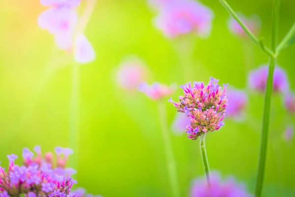 The background image of the colorful flowers — Stock Photo, Image