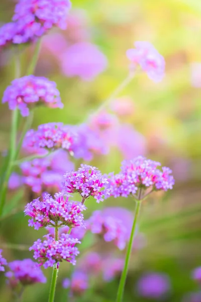 La imagen de fondo de las flores de colores — Foto de Stock