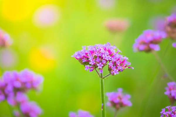 La imagen de fondo de las flores de colores — Foto de Stock