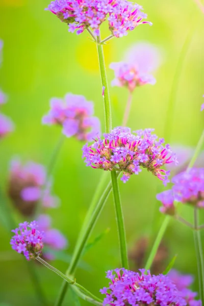 La imagen de fondo de las flores de colores — Foto de Stock