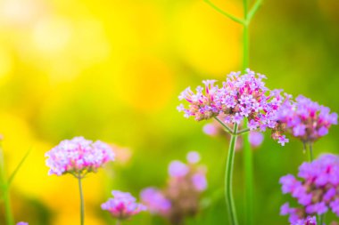 Renkli çiçeklerin arkaplan resmi