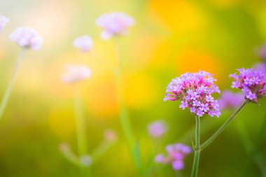 Renkli çiçeklerin arkaplan resmi