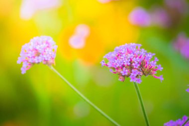 Renkli çiçeklerin arkaplan resmi