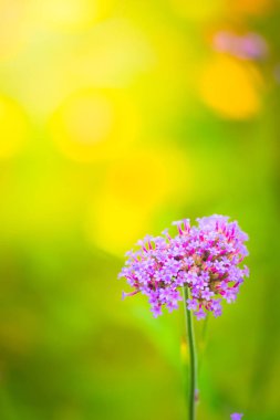 Renkli çiçeklerin arkaplan resmi