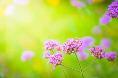 Renkli çiçeklerin arkaplan resmi