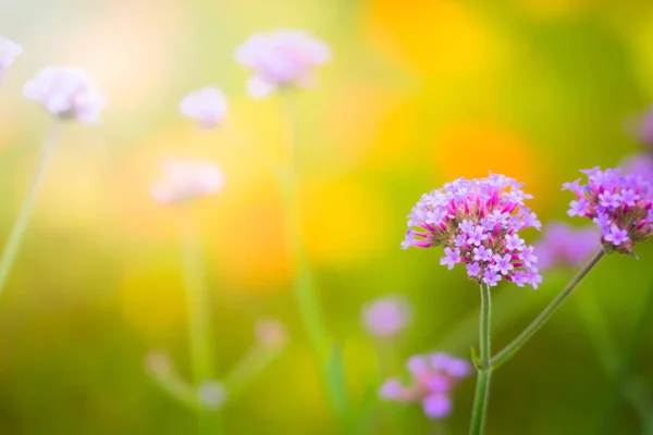 La imagen de fondo de las flores de colores — Foto de Stock