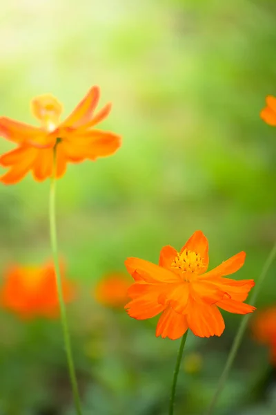 The background image of the colorful flowers — Stock Photo, Image