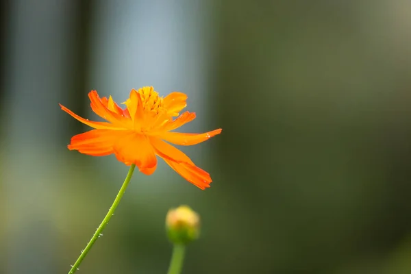 Das Hintergrundbild der bunten Blumen — Stockfoto