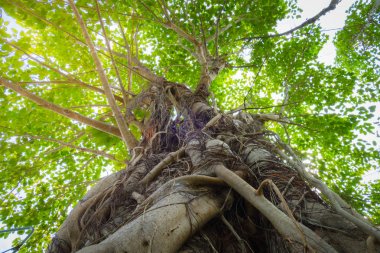  Gree ağaç gölgelik altında sonbahar sırasında