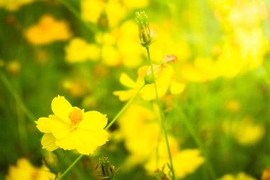 Renkli çiçeklerin arkaplan resmi