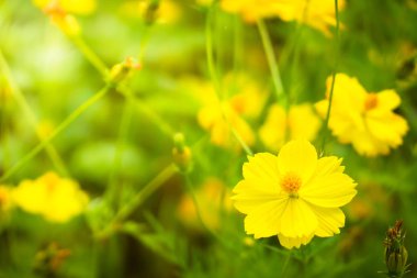 Renkli çiçeklerin arkaplan resmi