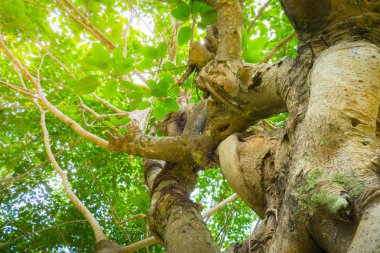  Gree ağaç gölgelik altında sonbahar sırasında