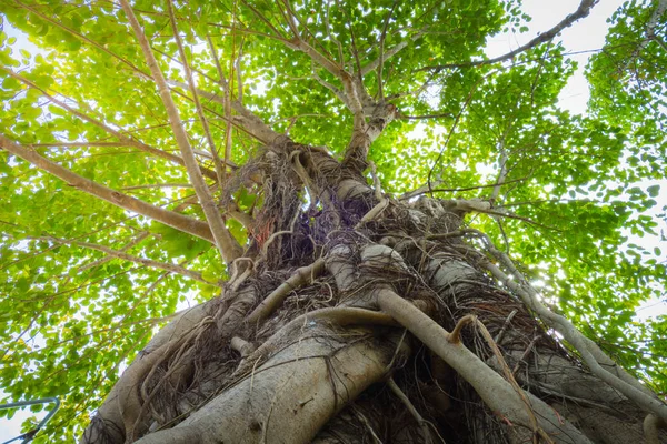  Gree ağaç gölgelik altında sonbahar sırasında