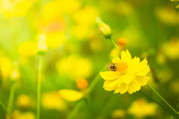 De achtergrond afbeelding van de kleurrijke bloemen — Stockfoto