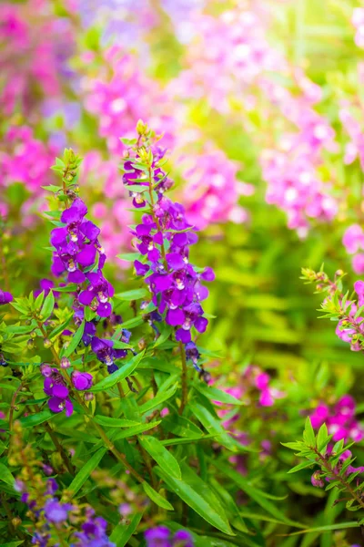 The background image of the colorful flowers — Stock Photo, Image