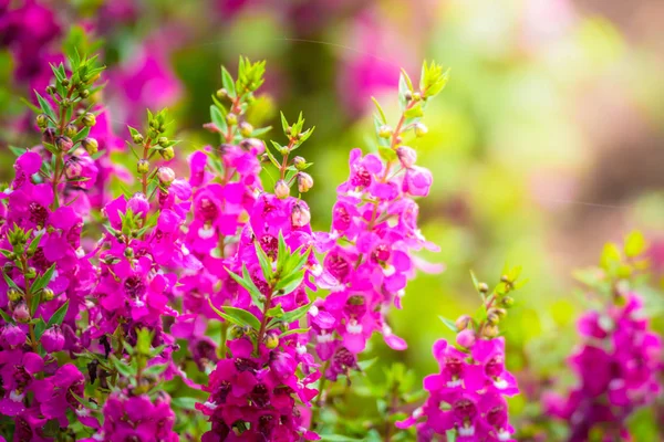 L'image de fond des fleurs colorées — Photo