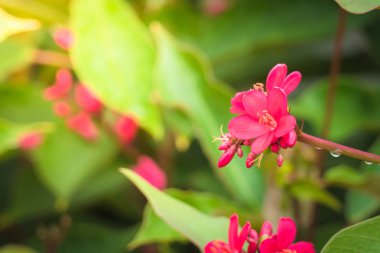 Renkli çiçeklerin arkaplan resmi