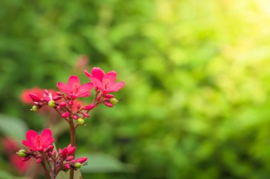 Renkli çiçeklerin arkaplan resmi