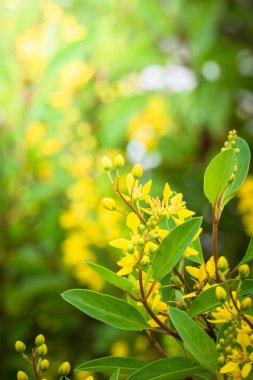 Renkli çiçeklerin arkaplan resmi