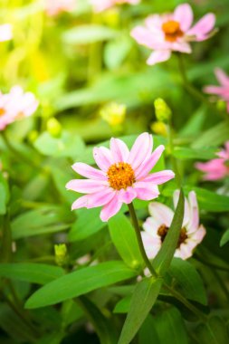 Renkli çiçeklerin arkaplan resmi