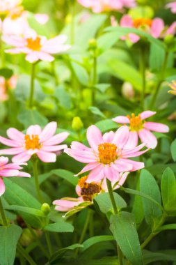 Renkli çiçeklerin arkaplan resmi