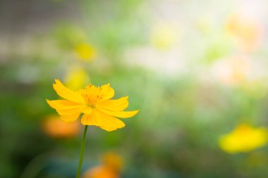 Renkli çiçeklerin arkaplan resmi