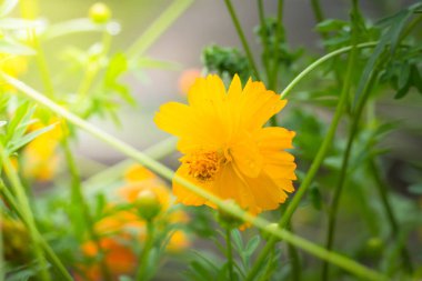 Renkli çiçeklerin arkaplan resmi