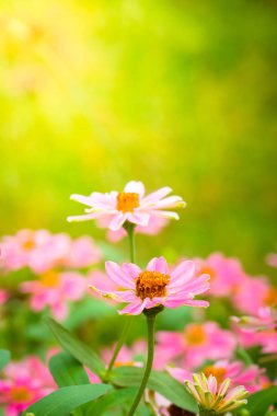 Renkli çiçeklerin arkaplan resmi