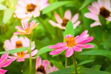 Renkli çiçeklerin arkaplan resmi