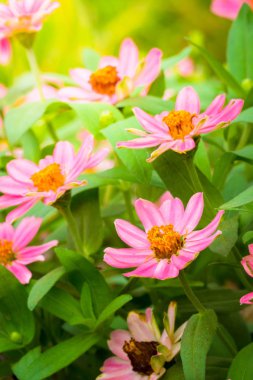 Renkli çiçeklerin arkaplan resmi