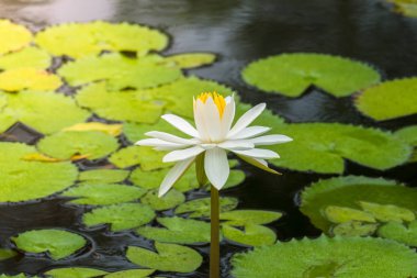 Nilüfer çiçekleri yazın gölette açar.