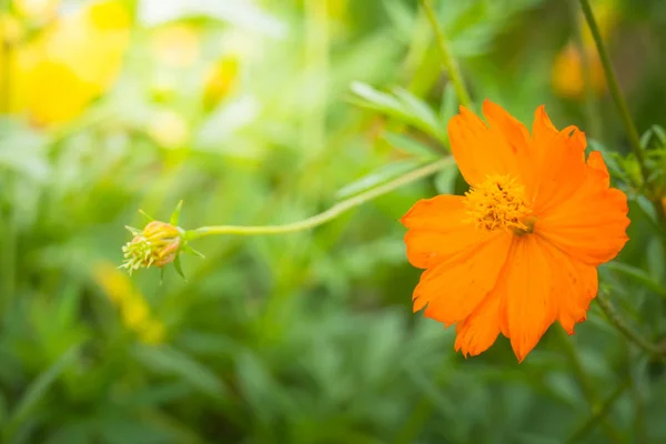 Das Hintergrundbild der bunten Blumen — Stockfoto