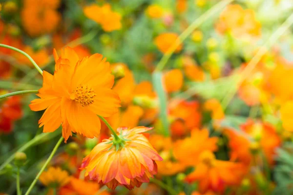 Das Hintergrundbild der bunten Blumen — Stockfoto