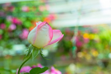 Renkli çiçeklerin arkaplan resmi