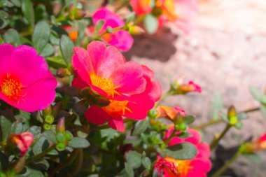 Renkli çiçeklerin arkaplan resmi