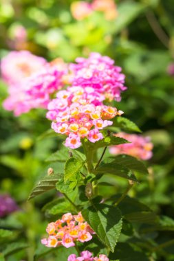 Renkli çiçeklerin arkaplan resmi