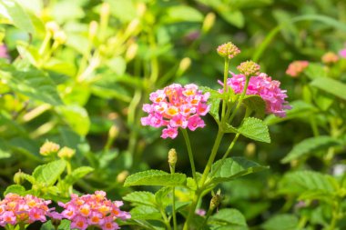 Renkli çiçeklerin arkaplan resmi