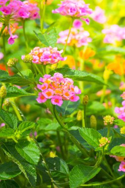 Renkli çiçeklerin arkaplan resmi